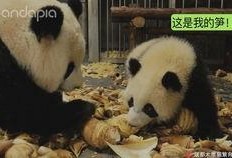 神秘人爆料熊猫视频下载
