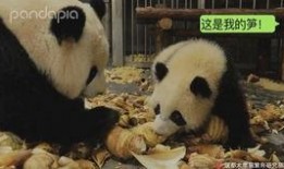 神秘人爆料熊猫视频下载
