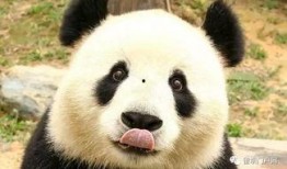 神秘人爆料熊猫视频下载