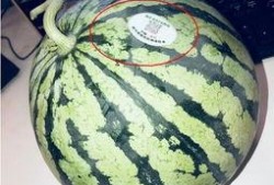 网红吃瓜日照,一场视觉与味蕾的双重盛宴