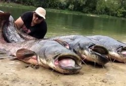 娱乐圈爆料鲶鱼是谁,娱乐圈神秘人物“鲶鱼”身份揭秘