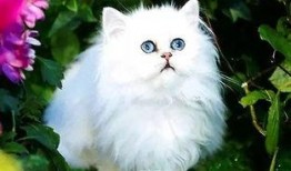 波斯猫二姐视频爆料网站,视频爆料网站上的神秘魅力