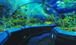 海洋水族馆爆料视频,探秘海底生物的神秘世界