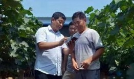焦作大爷最新爆料,最新爆料背后的惊人真相