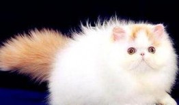波斯猫二姐视频爆料网站,视频爆料网站上的神秘魅力