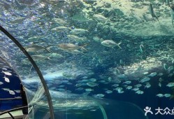 海洋水族馆爆料视频,探秘海底生物的神秘世界