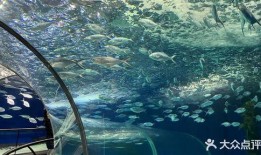海洋水族馆爆料视频,探秘海底生物的神秘世界